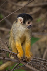 Naklejka na ściany i meble Head on closeup portrait of Golden Squirrel Monkey (Saimiri sciureus) sitting on branch, Bolivia.