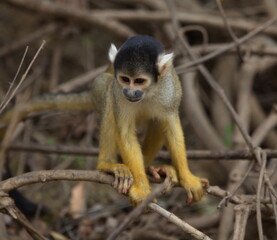 Head on closeup portrait of Golden Squirrel Monkey (Saimiri sciureus) sitting on branch looking at ground, Bolivia.