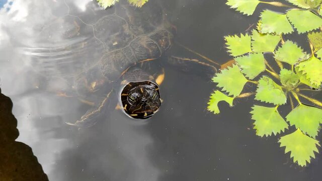 Top view of a floating turtle in the wild