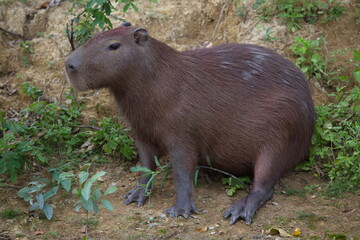 Side on closeup portrait of Capybara (Hydrochoerus hydrochaeris) sitting on riverbank with webbed...