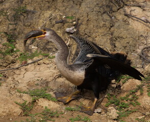 Closeup portrait of Anhinga Snakebird (Anhinga anhinga) hunting with whole fish in mouth, Bolivia.