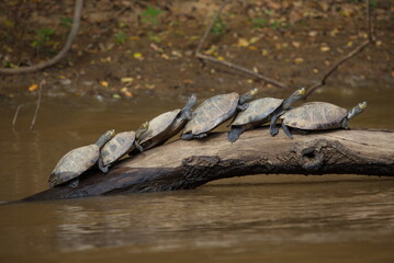 Group of Yellow-spotted river turtles (Podocnemis unifilis) reflected in water sitting on log, Bolivia