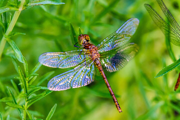 Libelle auf Blättern von Teichpflanzen