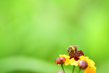 ハルシャギクの蜜を集めるミツバチ