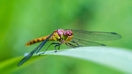 Libelle auf Blättern von Teichpflanzen