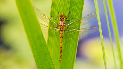 Libelle auf Blättern von Teichpflanzen