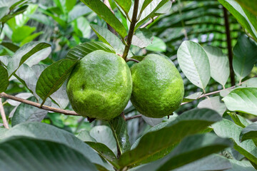 Two big ripe guava fruit close up on the tree with leaves in the garden