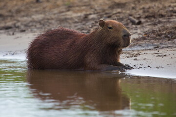 Side on portrait of Capybara (Hydrochoerus hydrochaeris) sitting on riverbank submerged in water, Bolivia.