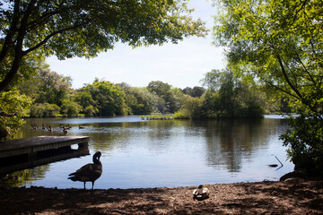 goose on the lake