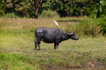 Ein Wasserbüffel in einer Sumpflandschaft dient als Landplatz für einen weißen Reiher in Myanmar