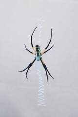 Female argiope aurantia in web with stabilimenta against a light background