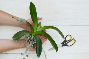 Orchid phalaenopsis planting. Hands hold the plant. Transplanting a plant into a new pot, pruning the roots, care. Home garden and greenhouse. Hobby horticulture. banner. layout - obrazy, fototapety, plakaty