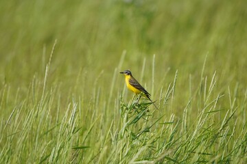 Schlafstelze in der Wiese 