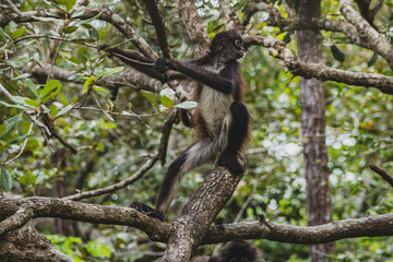 Spider Monkey in tree in Belize 