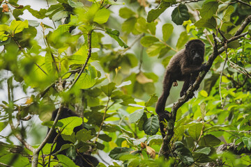 Baby Howler Monkey in tree in Belize 