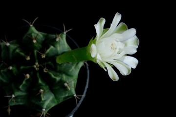 Fototapeta na wymiar White flowers blooming on Gymnocalycium Mihanovichii cactus.