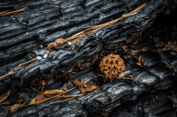 Bark of Burnt Tree