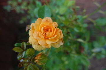 yellow rose flower