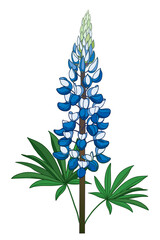 Obraz na płótnie Canvas Stem with outline pastel blue Lupine or Texas Bluebonnet flower bunch with leaf isolated on white background. 