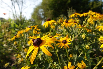 yellow dandelions in the field