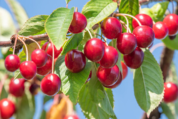 Red cherries berries in summer