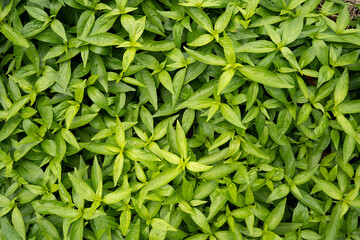 fresh Green Andrographis paniculata plant Background