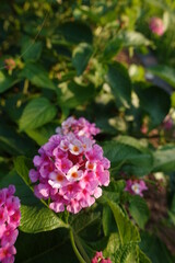 flower in the garden