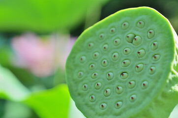 日本　東京都町田市にある薬師池公園の蓮