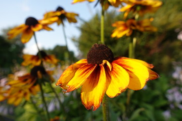 orange flower in the garden