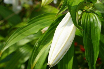 白いゆりの蕾