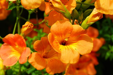 Obraz na płótnie Canvas 真夏に咲くオレンジのノウゼンカズラ