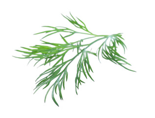 Sprig of fresh dill on white background