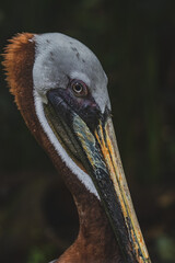 close up of a pelican