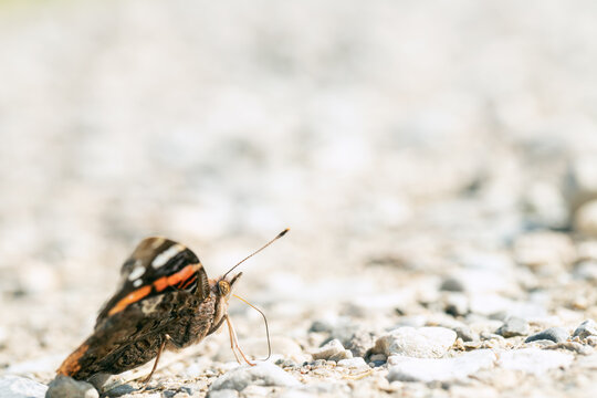 Red admirable butterfly (Vanessa atalanta) looking for minerals on a rural road.