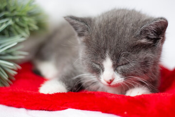 Little gray kitten is sleeping on a Christmas festive background. New year and christmas celebration concept.