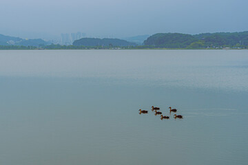 ducks on the lake