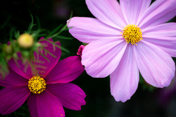Obraz premium cosmos flowers