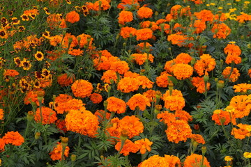 Tagetes, Blüten, Blumen, Garten, Sommer