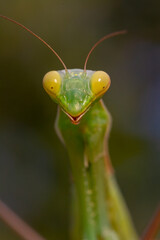 Close-up of a European praying Mantis (Mantis religiosa)