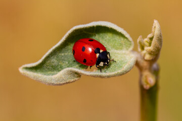 seven-spot ladybird on leaf in nature