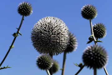 Bl&uuml;ten und Bl&uuml;tenstand von Kugeldisteln vor blauem Hintergrund - Stockfoto