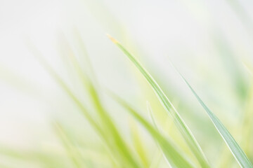 green grass background