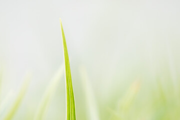 green grass background