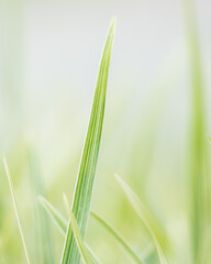 green grass background