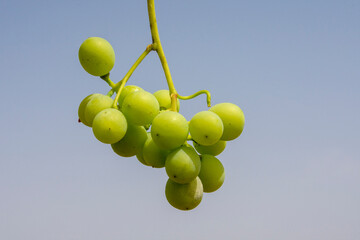 Uvas blancas sin madurar en verano