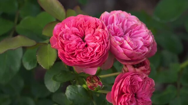 Leonardo da Vinci hot pink rose blooming in summer garden. Meilland selection roses flowers