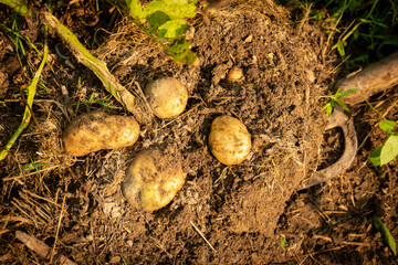 harvesting potatoes in the garden