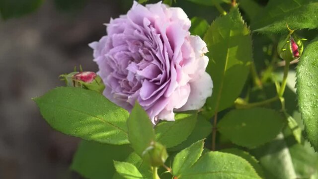 Novalis lavender rose blooming in summer garden. Kordes selection roses flowers