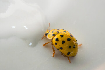 Ladybird beetle, yellow ladybug