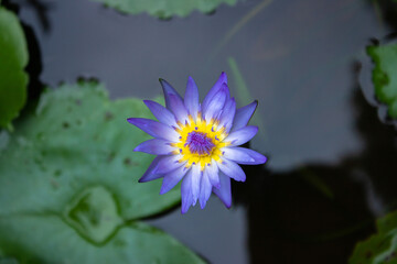 lotus flower in the pond